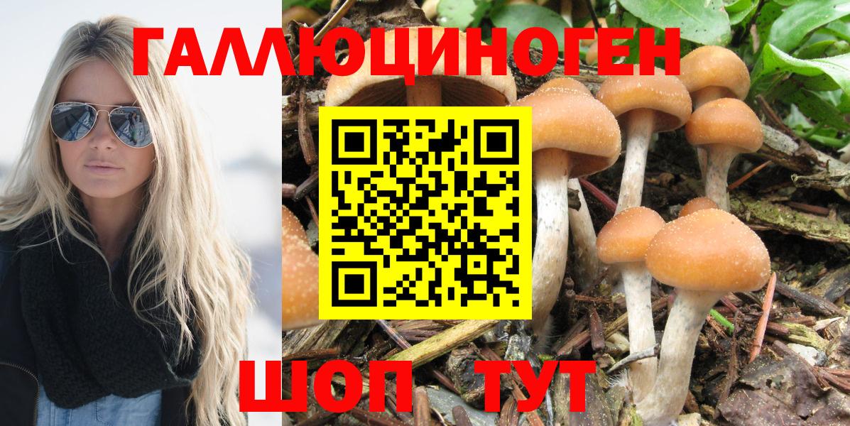 продажа наркотиков  Галлюциногенные грибы MAGIC MUSHROOMS  Вход с VPN  Тамбов 