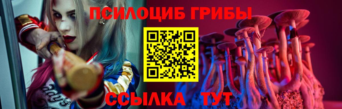 Галлюциногенные грибы Psilocybe Тамбов